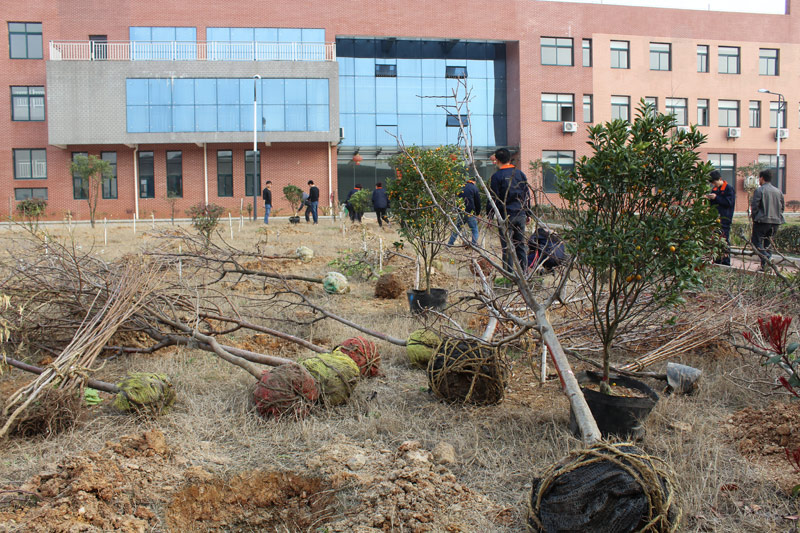 3月12植树节，看看竑光人建设园林单位的势头！